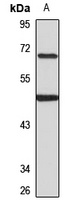 EBF1 Rabbit Polyclonal Antibody