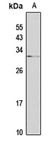 HIF PHD3 Rabbit Polyclonal Antibody