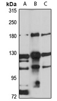EHBP1 Antibody