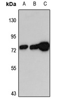 EHD4 Rabbit Polyclonal Antibody