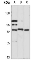 Elmo2 Rabbit Polyclonal Antibody