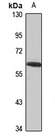 ELP3 Antibody