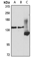 ERC1 Rabbit Polyclonal Antibody