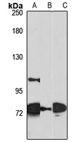 ERCC6L2 Rabbit Polyclonal Antibody