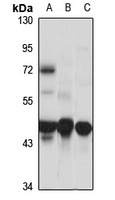 Factor VII Rabbit Polyclonal Antibody