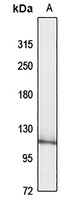 FAM120A Rabbit Polyclonal Antibody