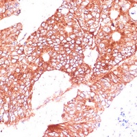 FAM98A Rabbit Polyclonal Antibody