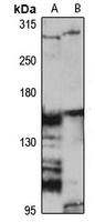 Fibrillin-2 Rabbit Polyclonal Antibody