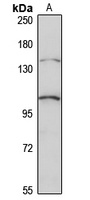 FHOD1 Rabbit Polyclonal Antibody