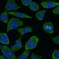 FKBP1B Rabbit Polyclonal Antibody