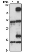 FLAD1 Rabbit Polyclonal Antibody