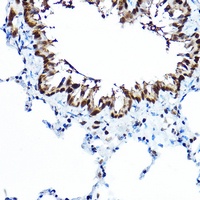 HNF-3 alpha Rabbit Polyclonal Antibody