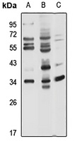 FSTL3 Rabbit Polyclonal Antibody