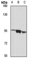 FSTL5 Antibody