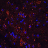 FSTL5 Antibody