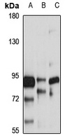 Frizzled 1 Antibody