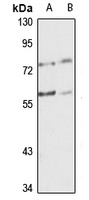 GABPA Antibody