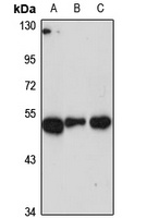 GAS7 Rabbit Polyclonal Antibody