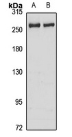 GCN1L1 Rabbit Polyclonal Antibody