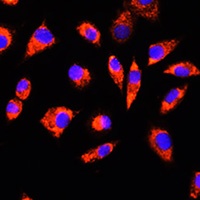 GCSH Rabbit Polyclonal Antibody