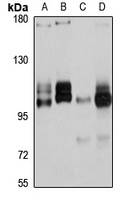Gemin-4 Antibody