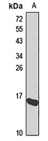 GRX2 Rabbit Polyclonal Antibody