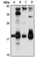 GNA1 Rabbit Polyclonal Antibody