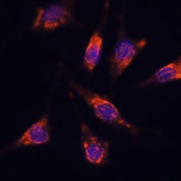 GNA1 Rabbit Polyclonal Antibody