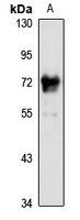 Glypican-4 Rabbit Polyclonal Antibody