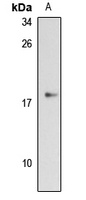 GPIHBP1 Antibody