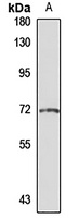 GRHL2 Rabbit Polyclonal Antibody