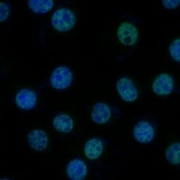 TFIIB Rabbit Polyclonal Antibody
