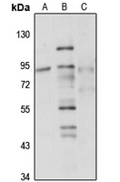 GTPBP1 Rabbit Polyclonal Antibody