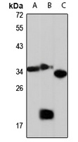 GULP Rabbit Polyclonal Antibody
