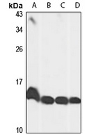 Histone H2A.V Rabbit Polyclonal Antibody