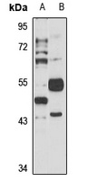 HHLA2 Antibody