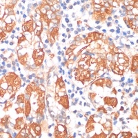 HHLA2 Antibody