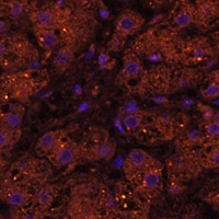 HMGCS2 Rabbit Polyclonal Antibody