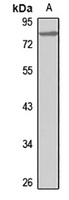 HNF1 alpha Rabbit Polyclonal Antibody