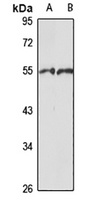 HNRNPH1 Antibody