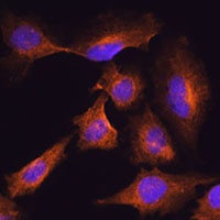 HOOK3 Antibody