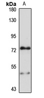 HSPA12B Rabbit Polyclonal Antibody
