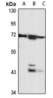 IDS Rabbit Polyclonal Antibody