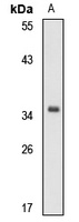 IFI35 Rabbit Polyclonal Antibody