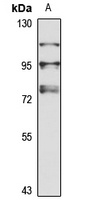 IL-1R9 Rabbit Polyclonal Antibody