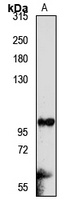 INPP4B Rabbit Polyclonal Antibody