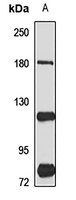 CD339 Rabbit Polyclonal Antibody
