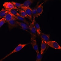 CD339 Rabbit Polyclonal Antibody
