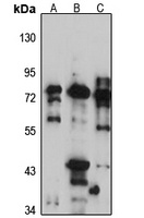 Kv6.4 Rabbit Polyclonal Antibody