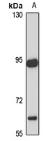 KCNQ2 Rabbit Polyclonal Antibody